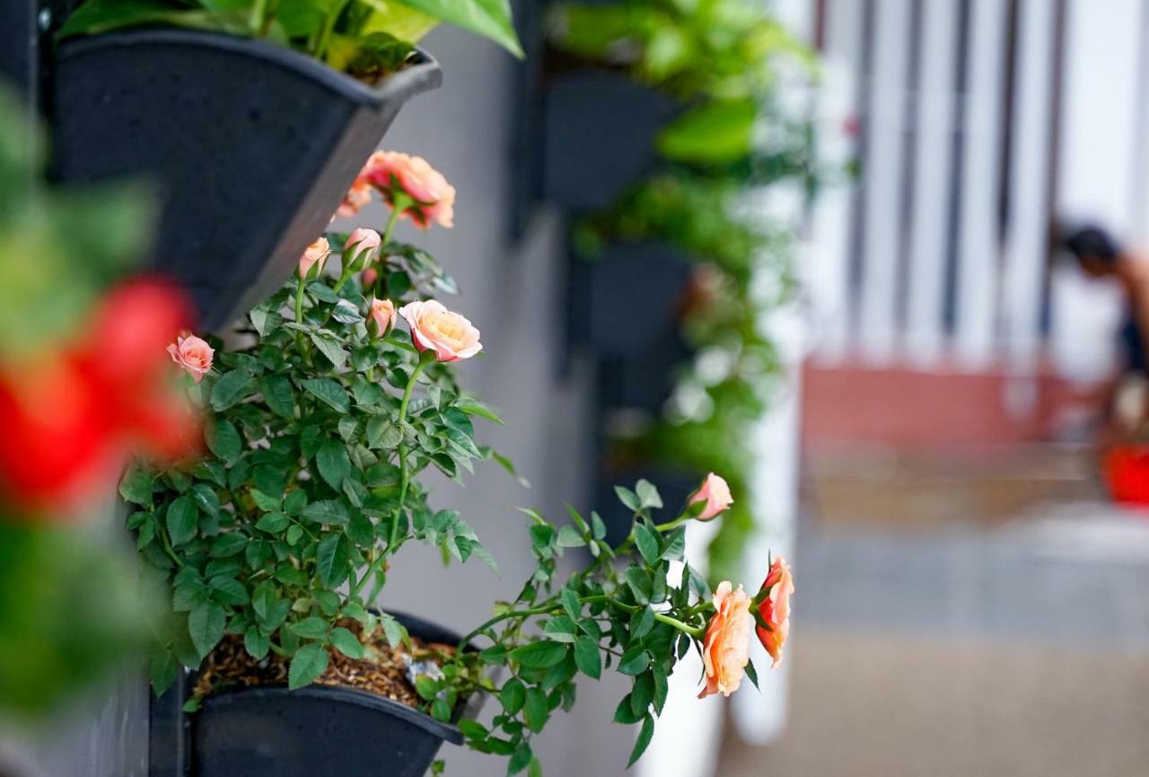 Local White House - Ecofriendly Homestay دا نانغ المظهر الخارجي الصورة